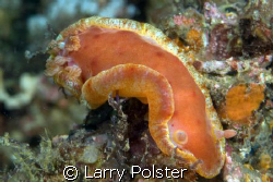 Unusual nudi in Anilao, Philippines D300 105VR by Larry Polster 